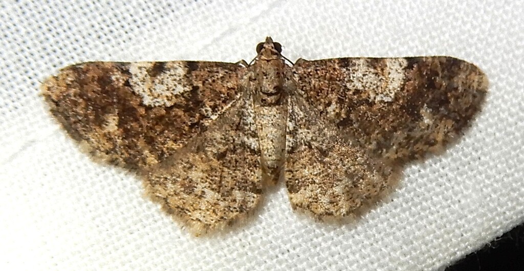 Ectropis albiquadrata
