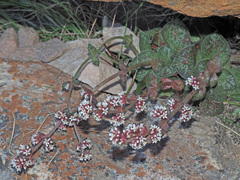 Crassula montana