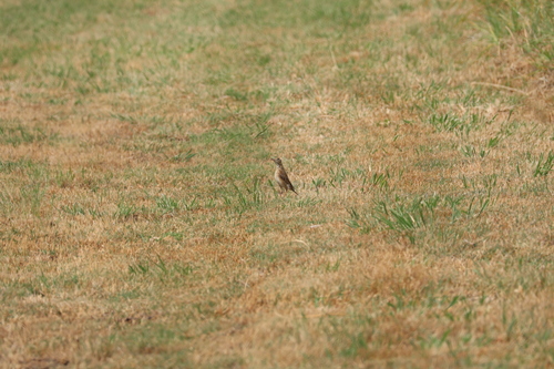 Australian Pipit (Anthus australis), photo 2
