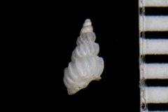 Epitonium sawinae