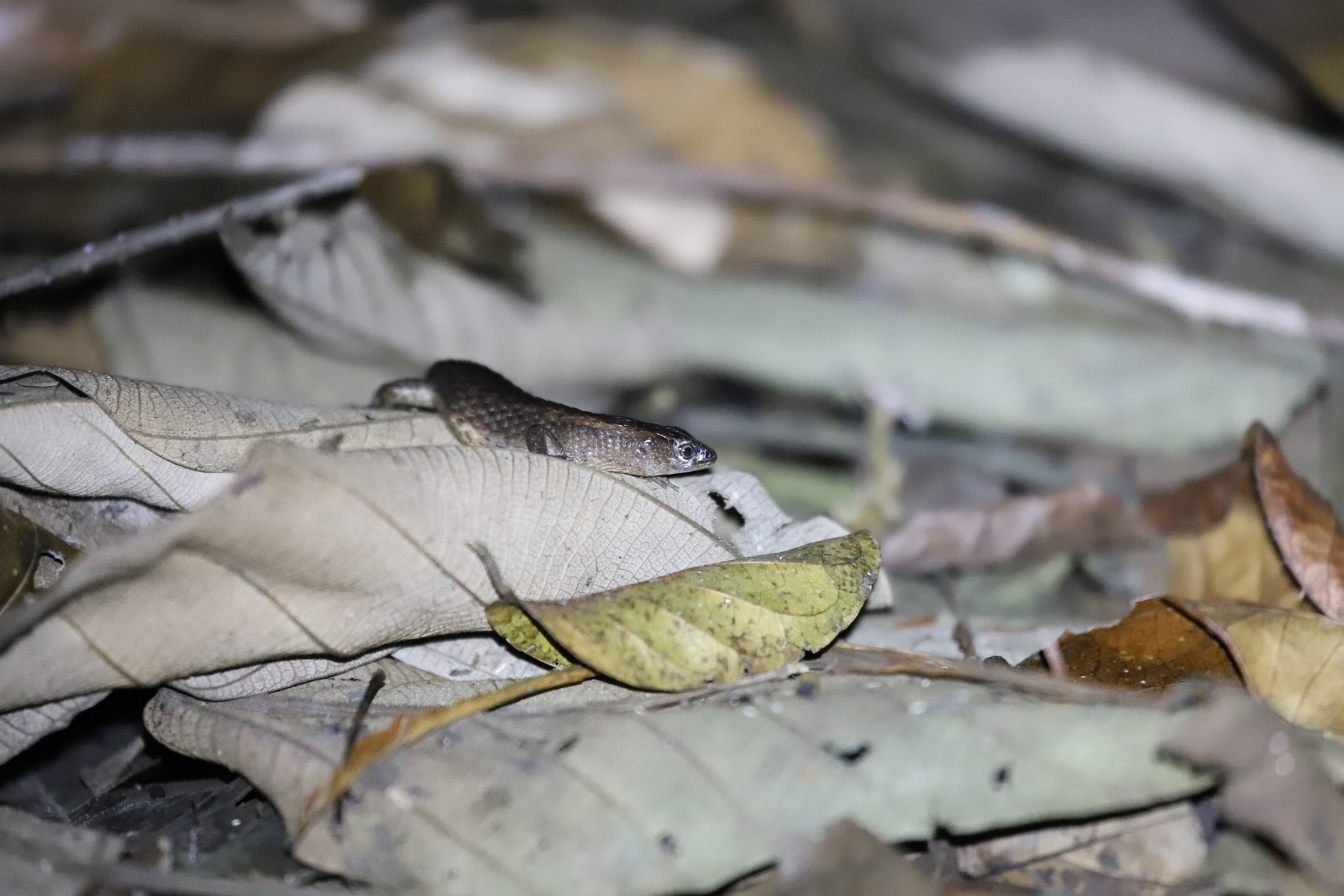 Alopoglossus angulatus (Linnaeus, 1758)
