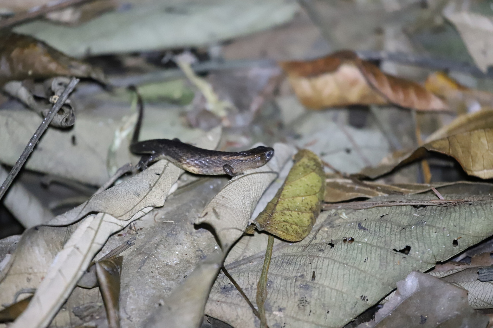 Alopoglossus angulatus (Linnaeus, 1758)