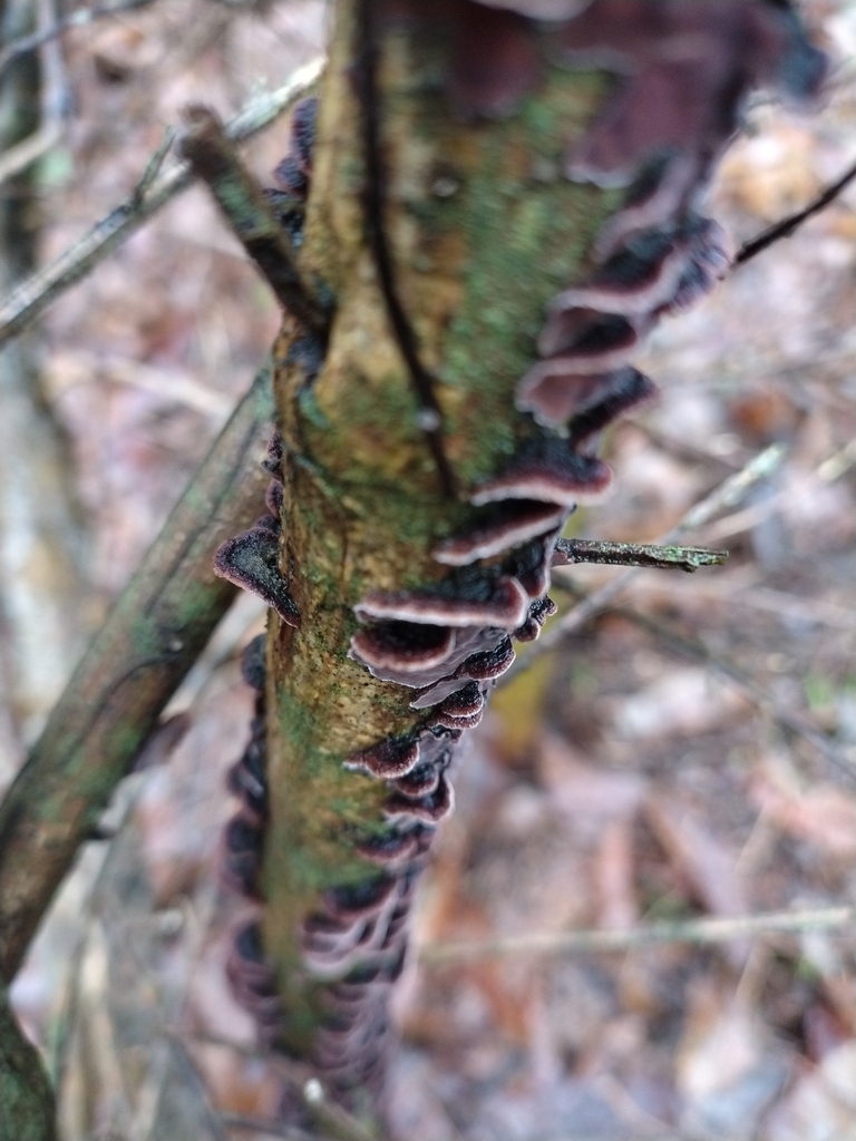 Chondrostereum purpureum · January 2026 · photo: © chrisprocter (iNaturalist, cc-by)