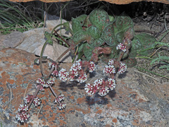 Crassula montana