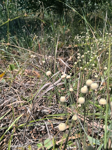 Syngonanthus chrysanthus, photograph 5