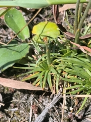 Syngonanthus chrysanthus, photograph Seba Fernández, CC BY, iNaturalist via GBIF