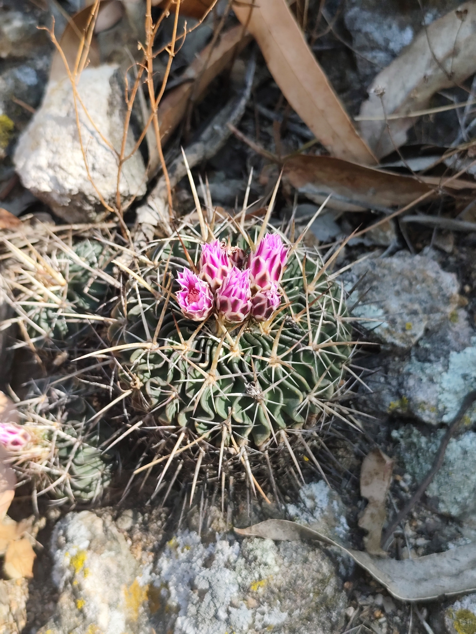Crisped barrel cactus