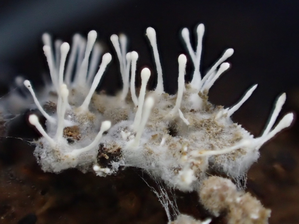 Hypocreomycetidae