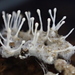 Hypocreomycetidae - Photo (c) Damon Tighe, some rights reserved (CC BY-NC), uploaded by Damon Tighe