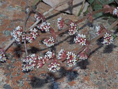 Crassula montana