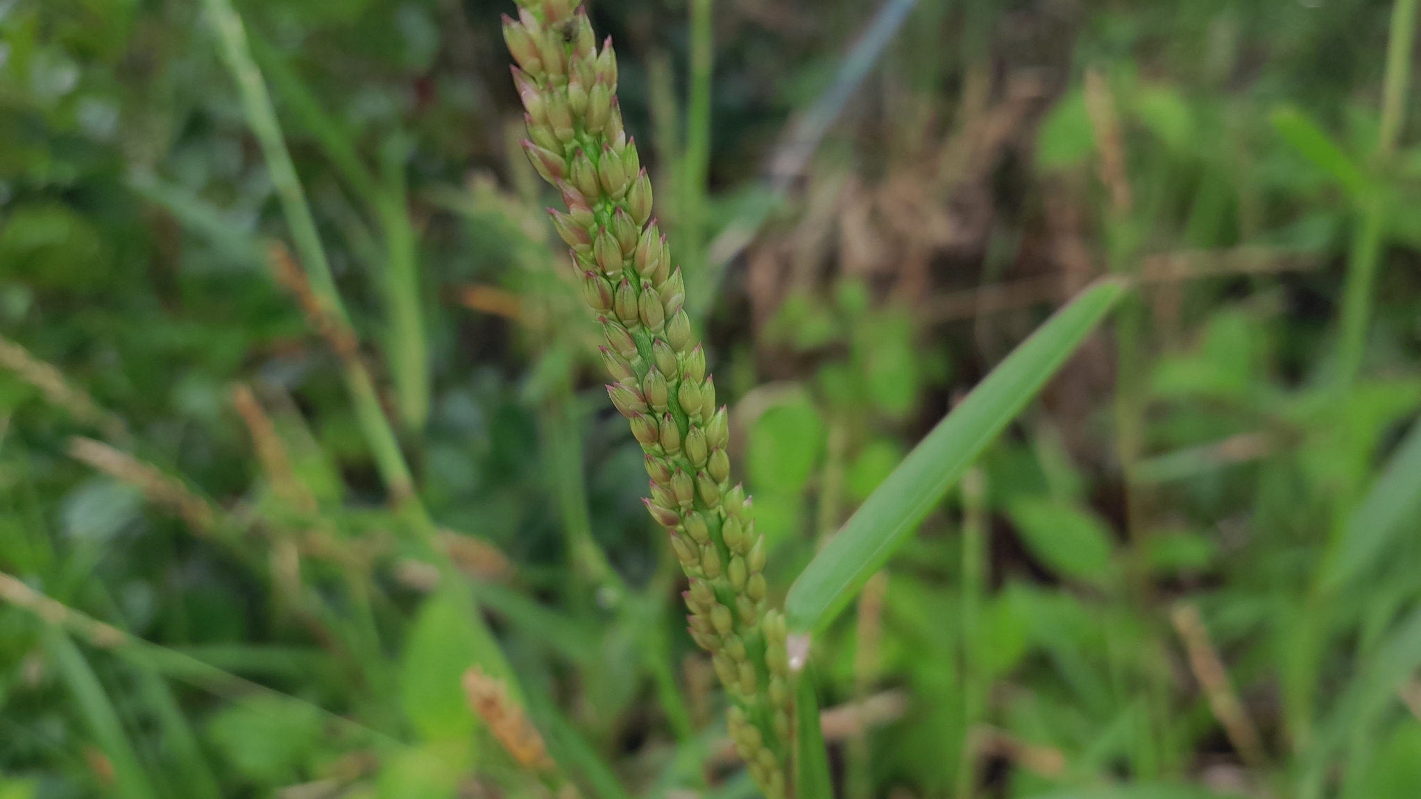 St Augustine grass