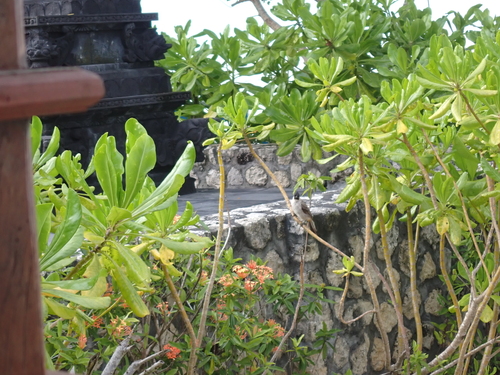 Pycnonotus aurigaster