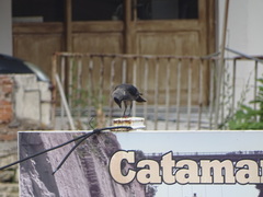 Corvus monedula soemmerringii