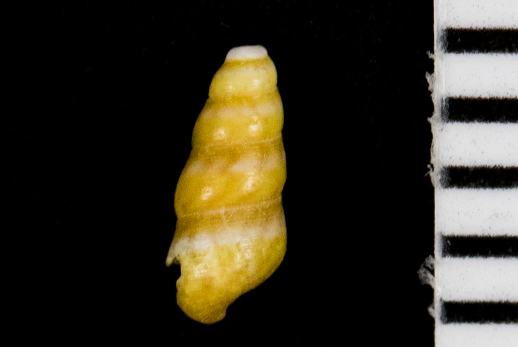 Halistylus pupoideus