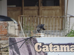 Corvus monedula soemmerringii