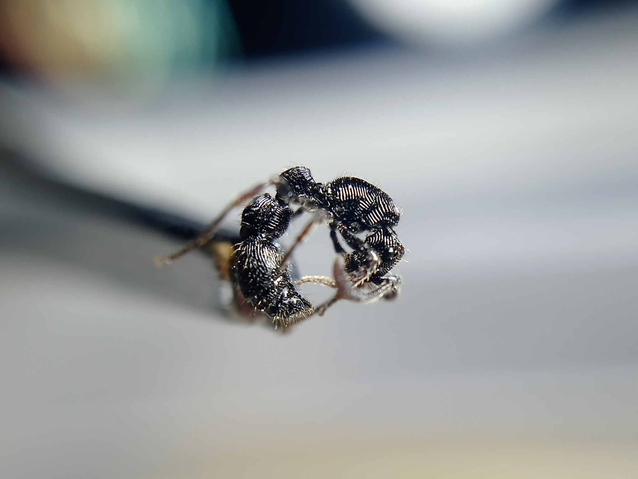 Chrysapace jacobsoni