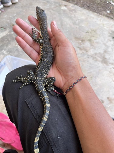 Varanus salvator