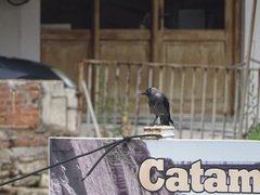 Corvus monedula soemmerringii