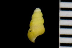 Halistylus pupoideus