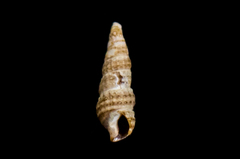Cerithiopsidae