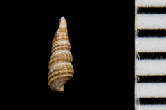 Cerithiopsidae