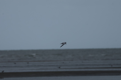 Little Tern (Sternula albifrons)