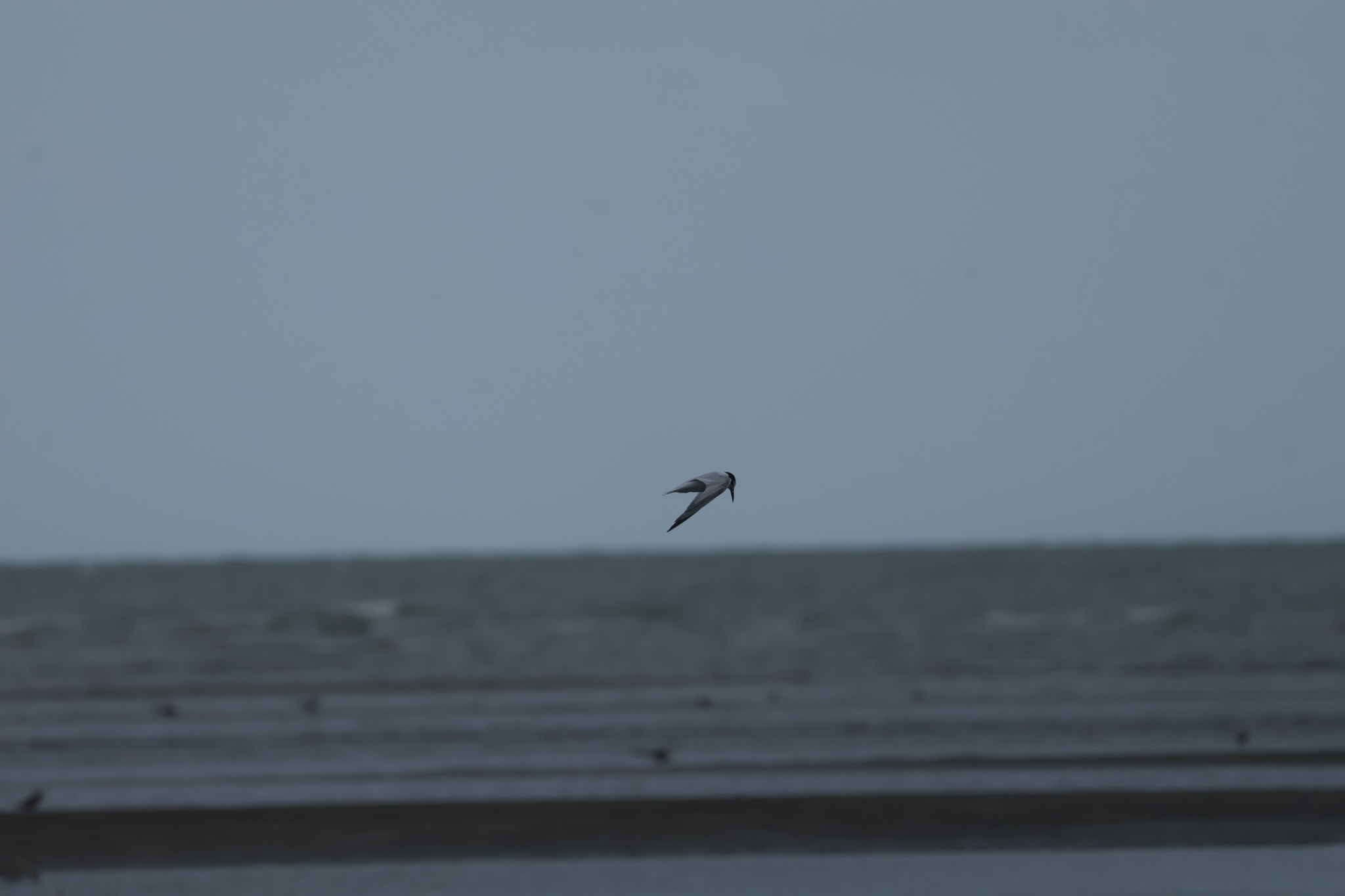 Little Tern (Sternula albifrons), photo 1
