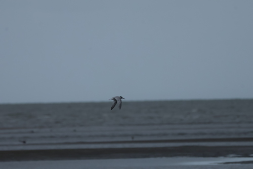Little Tern (Sternula albifrons), photo 2