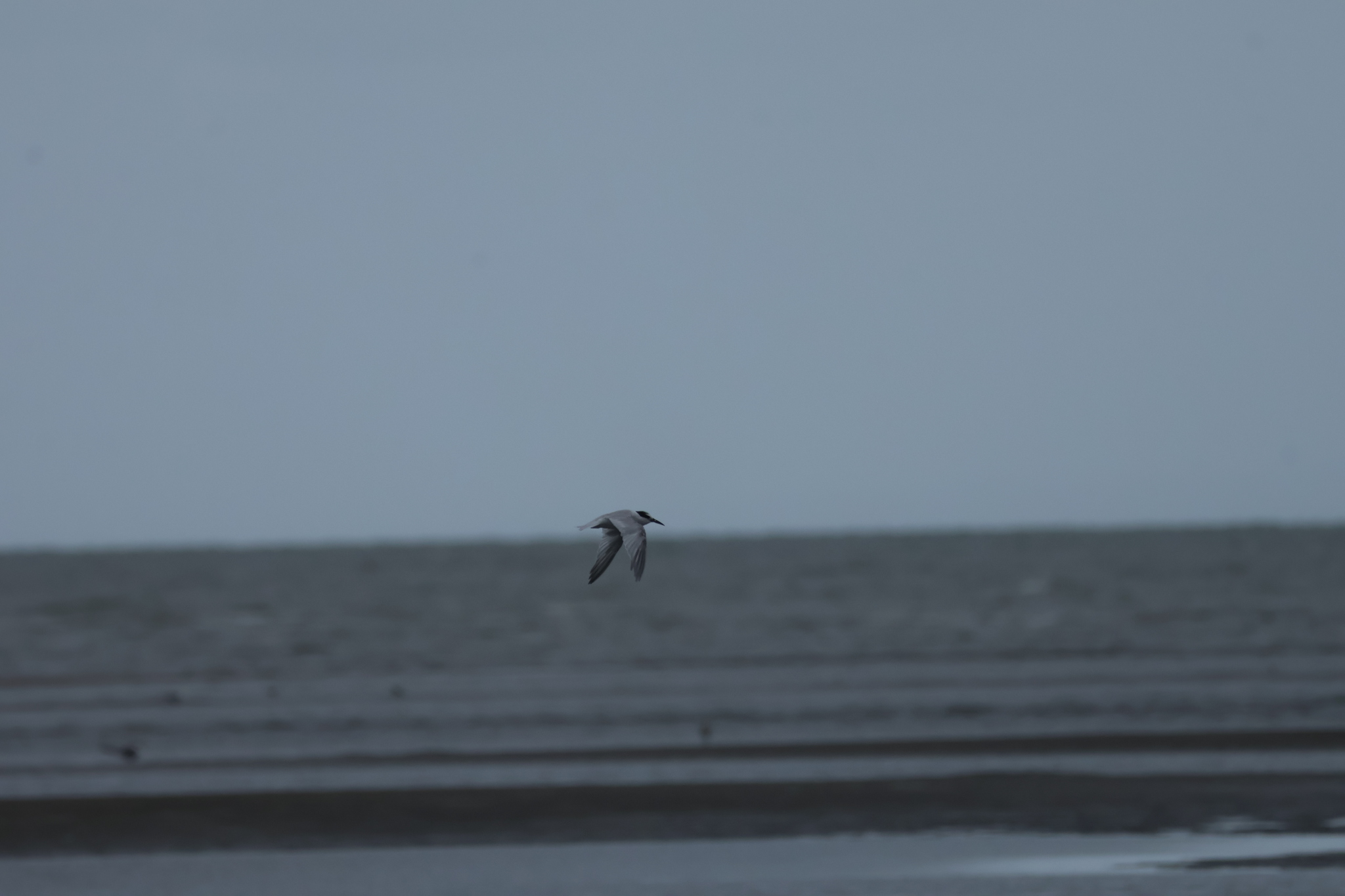 Little Tern (Sternula albifrons), photo 2