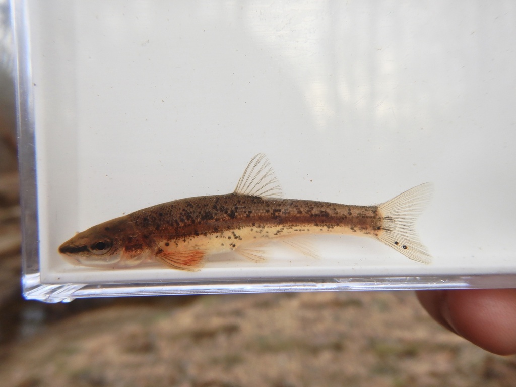 Blacknose dace (Rhinichthys atratulus) — Cyprinidae