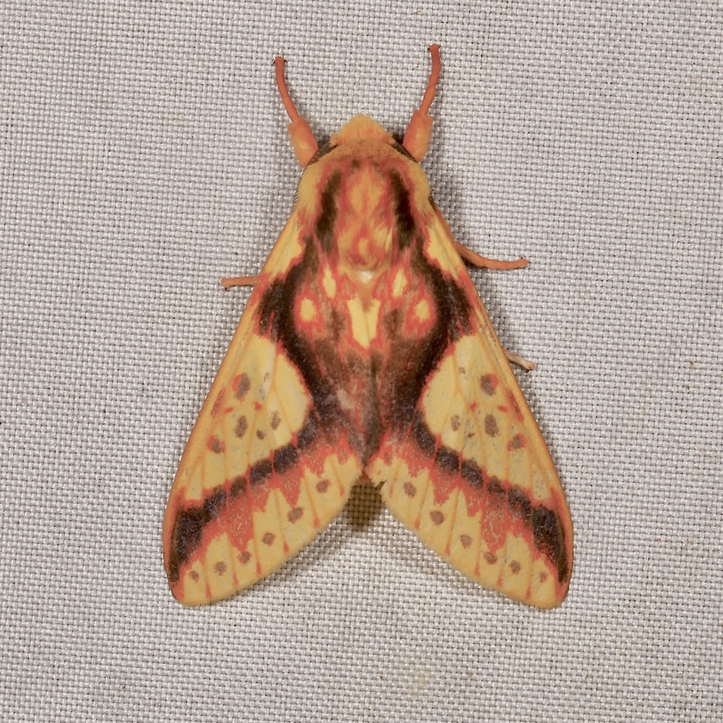 Symphlebia haenkei