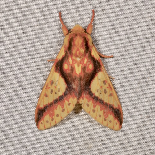 Symphlebia haenkei