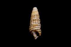 Cerithiopsidae