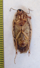 Pseudocalolampra