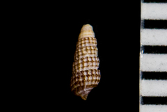 Cerithiopsidae