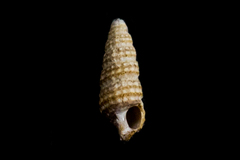 Cerithiopsidae
