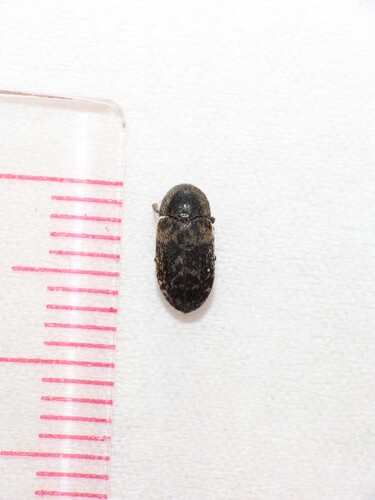 Dermestes carnivorus, 2026-01-23