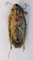Pseudocalolampra