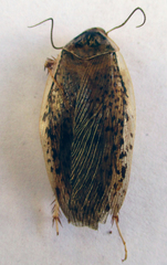 Pseudocalolampra