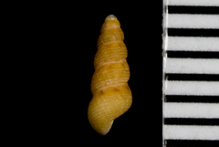 Halistylus pupoideus