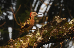 Melanerpes striatus