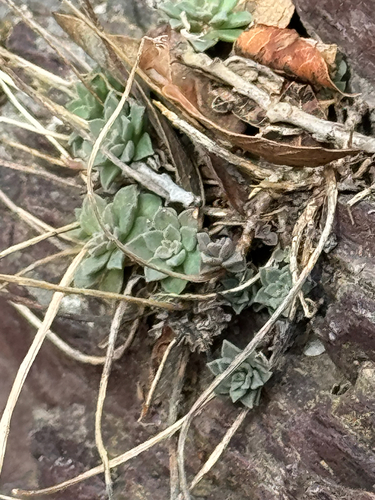 Cockerell's stonecrop