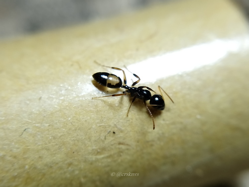 Camponotus leucodiscusCamponotus leucodiscus