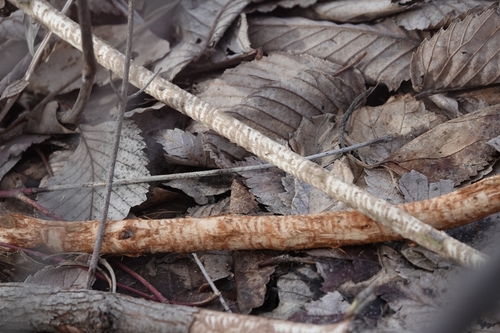 American Beaver photographed in Nebraska
