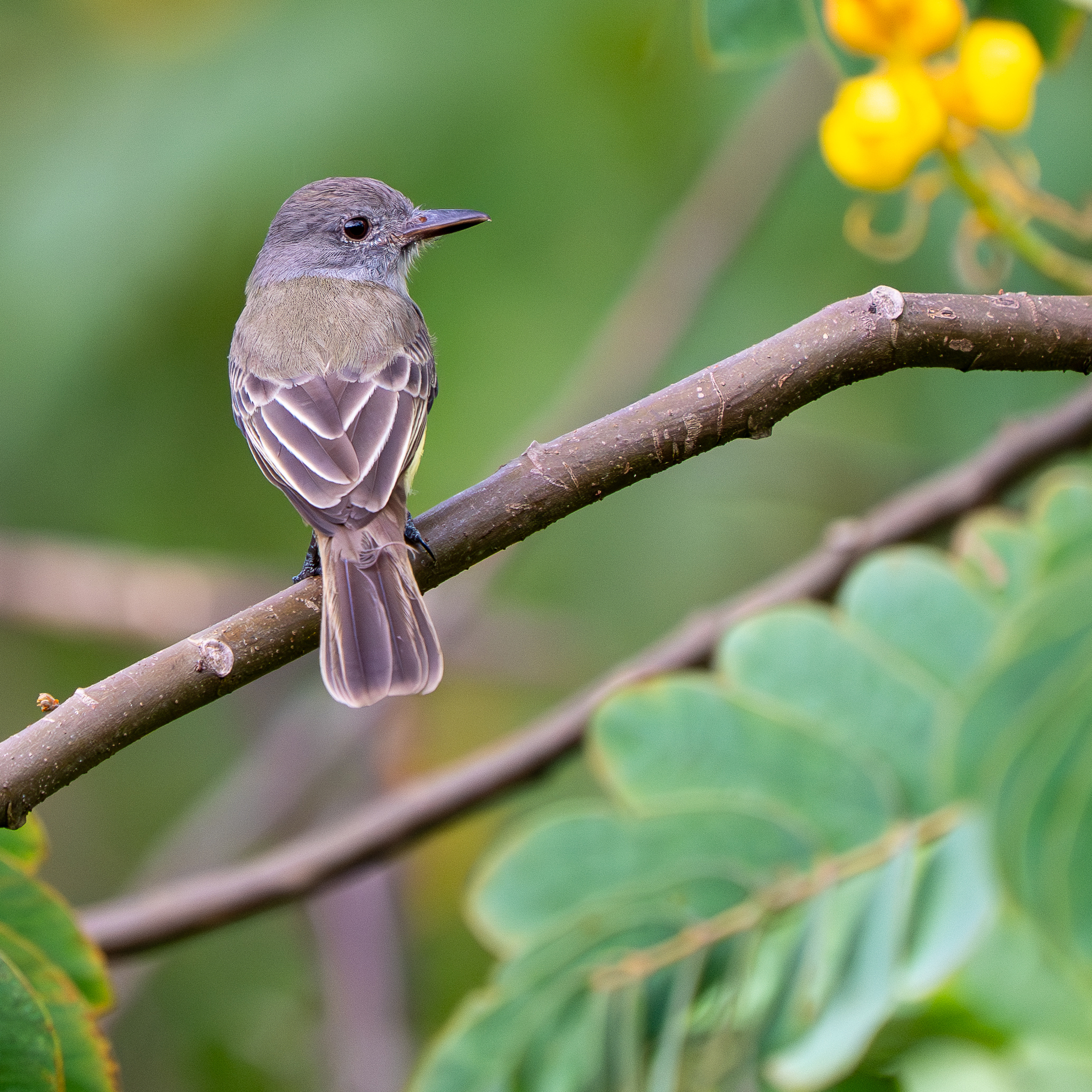Panama Flycatcher (Myiarchus panamensis), photo 5