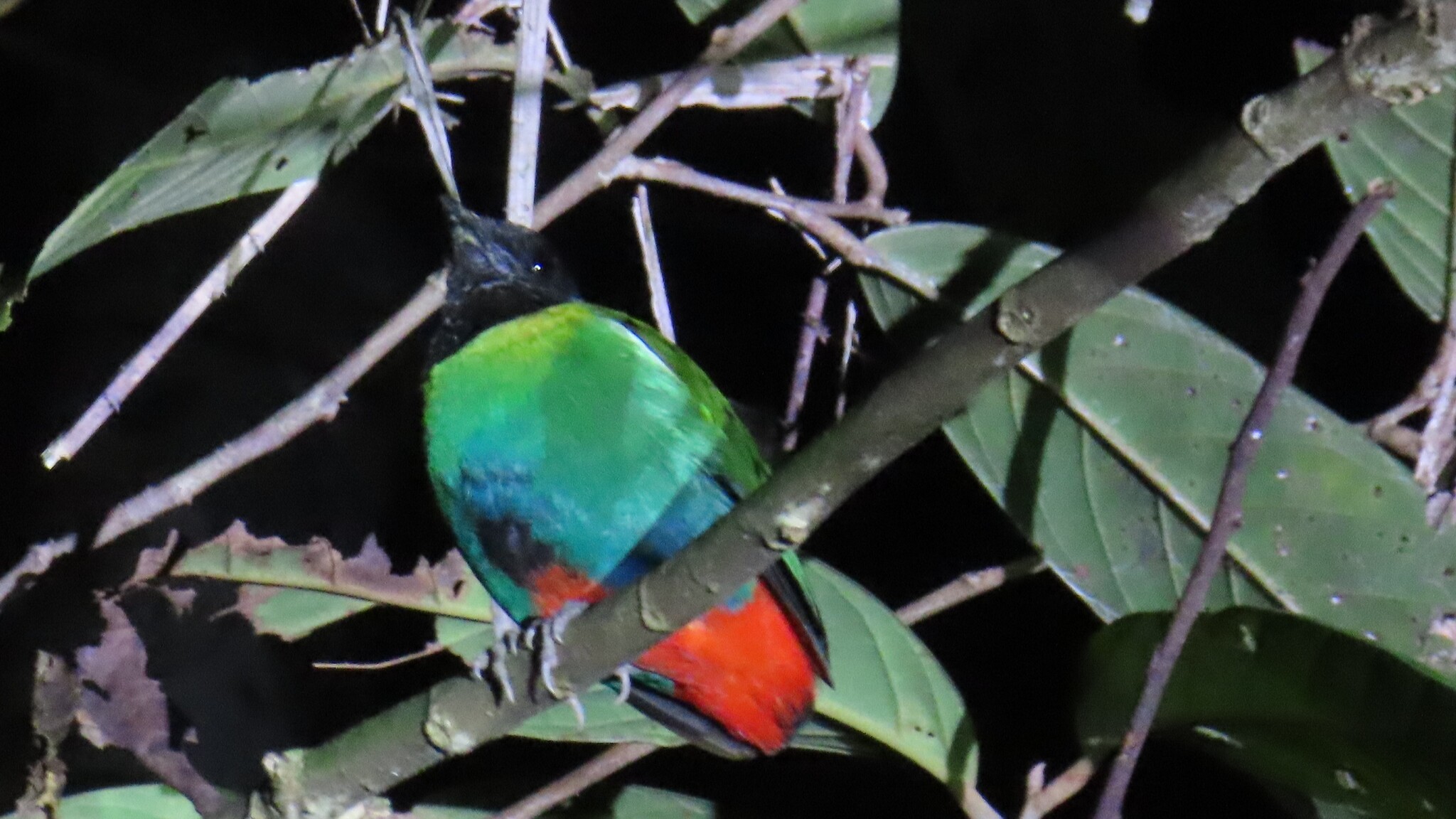 Eastern Hooded Pitta (Pitta novaeguineae), photo 1