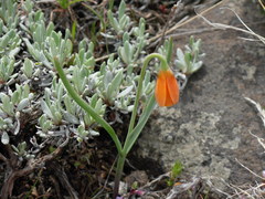 Fritillaria pudica