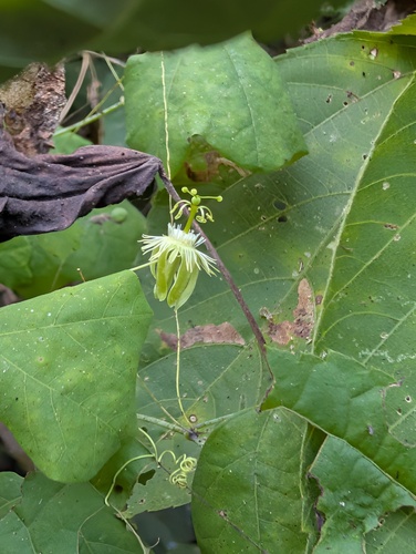 slender passionflower (Passiflora filipes)