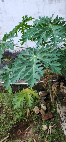 Carica papaya
