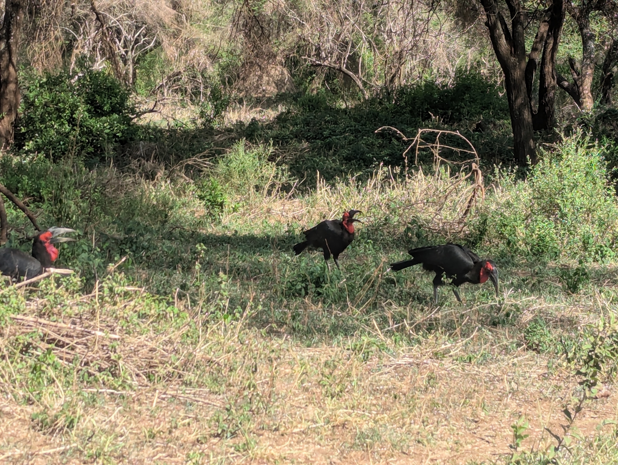 Southern Ground Hornbill (Bucorvus leadbeateri), photo 1